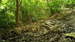 Sus scrofa leucomystax