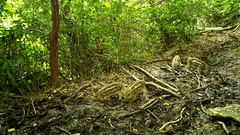 Sus scrofa leucomystax