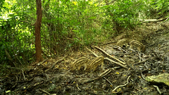 Sus scrofa leucomystax