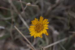 Pyrrocoma apargioides