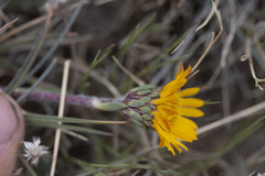 Pyrrocoma apargioides