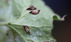 Puccinia glechomatis
