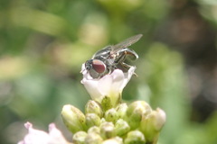 Platycheirus stegnus