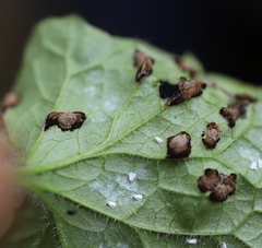 Puccinia glechomatis