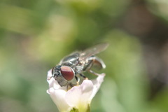 Platycheirus stegnus