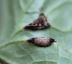 Puccinia glechomatis