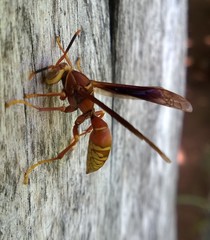 Polistes cavapyta