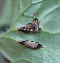 Puccinia glechomatis