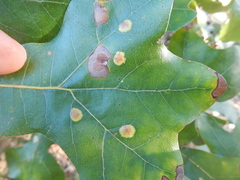 Polystepha pustuloides