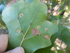 Polystepha pustuloides