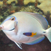 Brazilian Ocean Surgeonfish - Photo (c) Kevin Bryant, some rights reserved (CC BY-NC-SA)