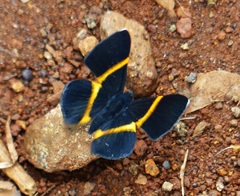 Parcella amarynthina