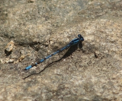 Enallagma cyathigerum