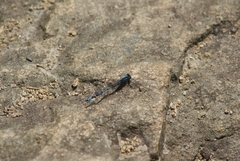 Enallagma cyathigerum