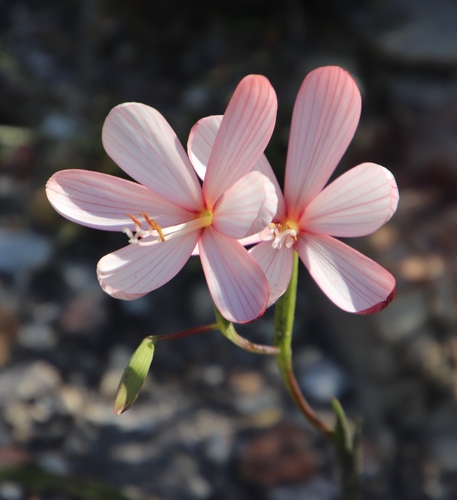 Image of Geissorhiza schinzii by (c) Tony Rebelo, some rights reserved (CC BY-SA)