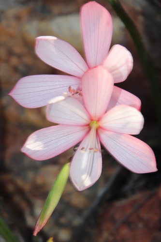 Geissorhiza schinzii