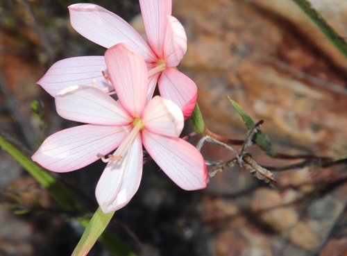 Image of Geissorhiza schinzii by (c) Tony Rebelo, some rights reserved (CC BY-SA)