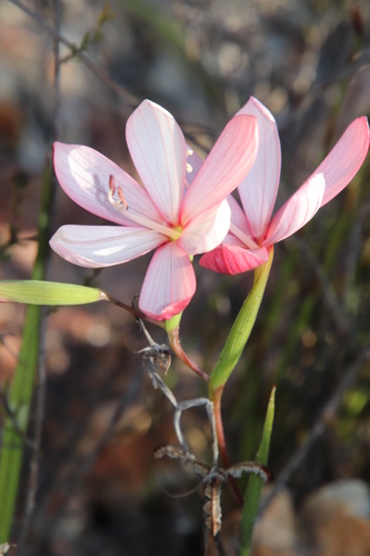 Geissorhiza schinzii