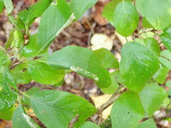 Phyllonorycter emberizaepenella