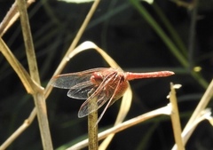 Sympetrum illotum