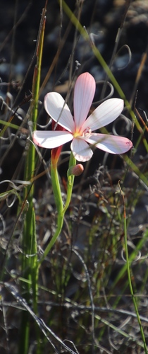 Geissorhiza schinzii