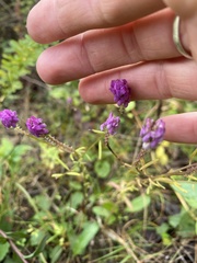 Polygala curtissii