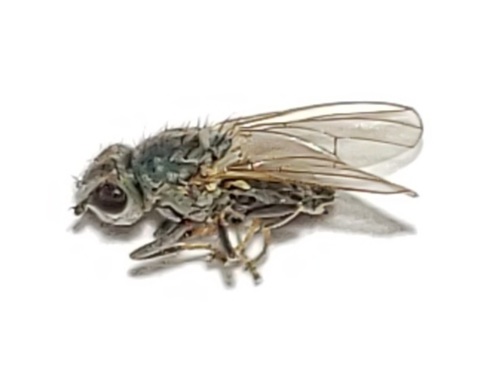 Canacea macateei