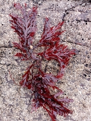Odonthalia dentata