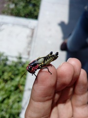Dactylotini