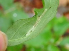 Phyllonorycter emberizaepenella