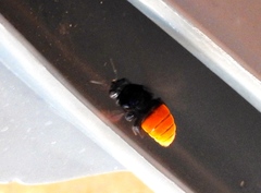 Eufriesea mexicana