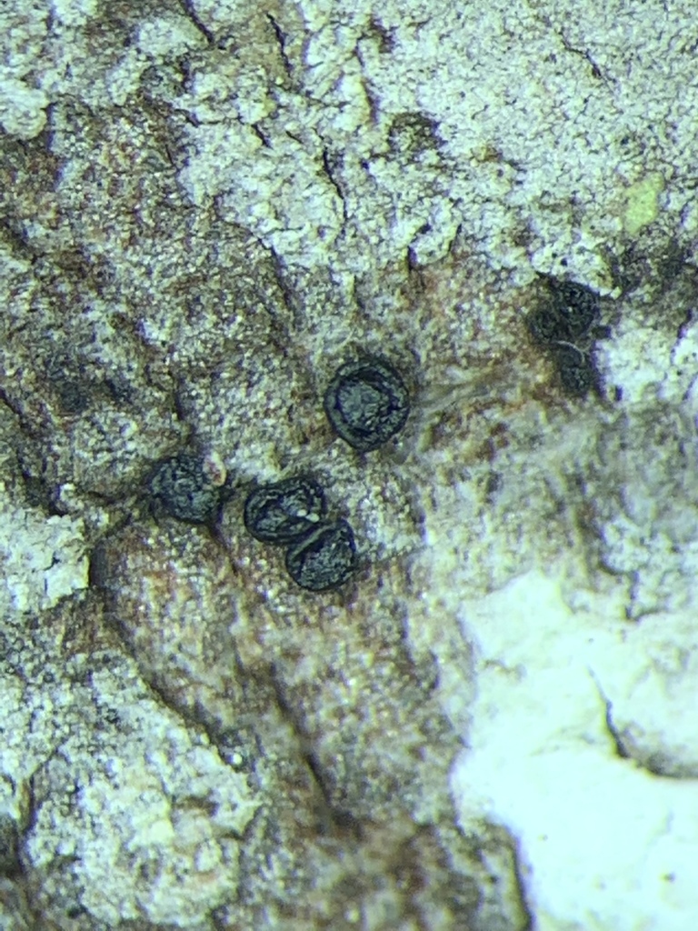 Tympanis piceae