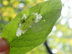 Phyllonorycter emberizaepenella