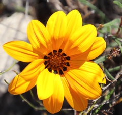 Gazania ciliaris