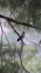 Trochalopteron variegatum