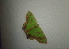 Agathia hemithearia