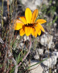 Gazania ciliaris