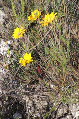 Gazania ciliaris