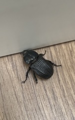 Phileurus