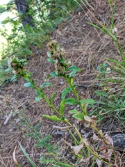 Solidago virgaurea taurica