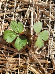 Waldsteinia