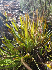 Protea denticulata