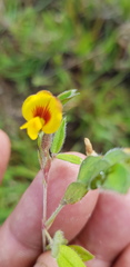 Zornia thymifolia