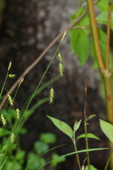 Carex castanea