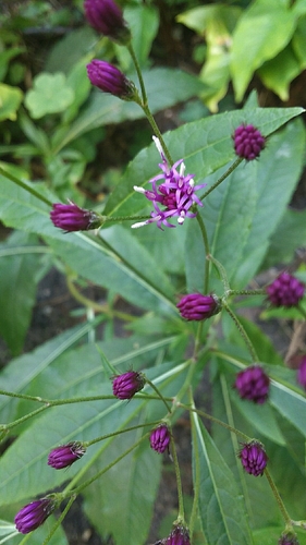 Vernonia gigantea image