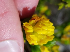 Cyclopia genistoides