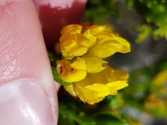 Cyclopia genistoides