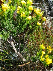 Cyclopia genistoides