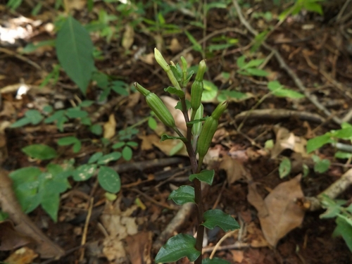 Yucatan Noddingcaps (Triphora yucatanensis)