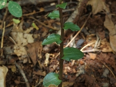 Triphora yucatanensis